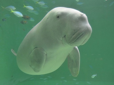 鳥羽水族館